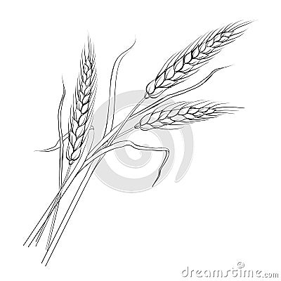 Ears of wheat. Vector Illustration