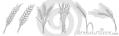 Ears of wheat Vector Illustration