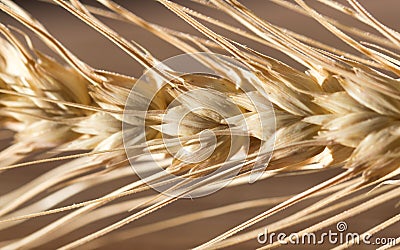 Ears of wheat . macro Stock Photo