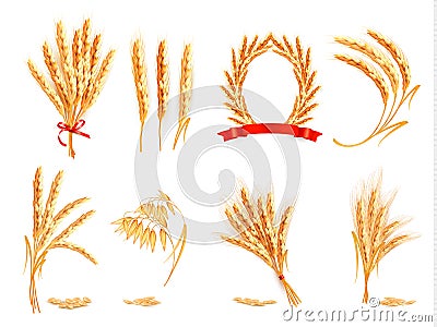 Ears of wheat, oat, rye and barley. Vector Illustration