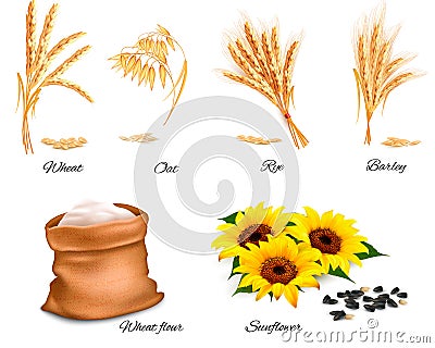 Ears of wheat, oat, rye, sunflower and barley. Vector Illustration