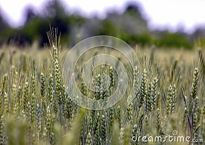 ears of wheat, one of the plants that agriculture gives us the most used in the world, from its seeds, crushed into powder mills Stock Photo