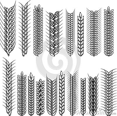 Ears of wheat and rye. Decorative collection. Vect Vector Illustration