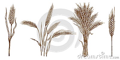 Ears of wheat. set of vector sketches Vector Illustration