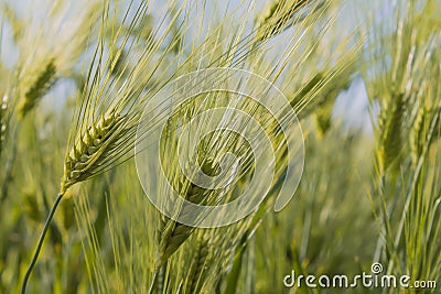 Ears of wheat Stock Photo