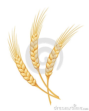 Ears of wheat. Vector illustration. Vector Illustration