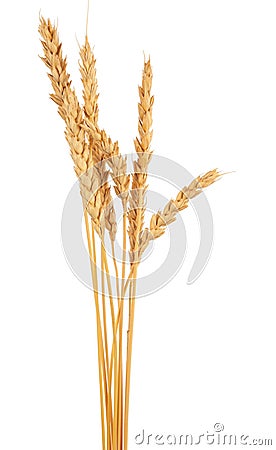 Ears of wheat Stock Photo
