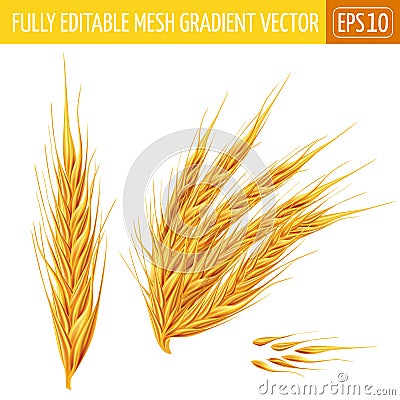 Ears of wheat on white background. Vector illustration Vector Illustration