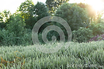 Ears of young green wheat. Amazingly beautiful endless fields of green wheat Stock Photo