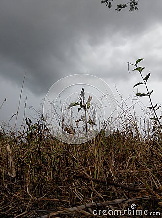 Earth calling. displaced by fires Stock Photo