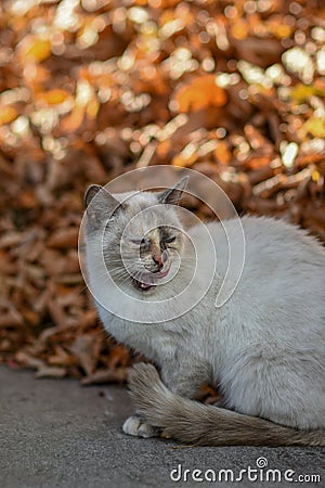 On earth cat has food and is looking forward to Stock Photo