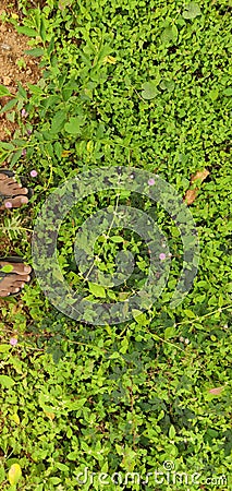 Earth cover carpet green leaves weed Stock Photo