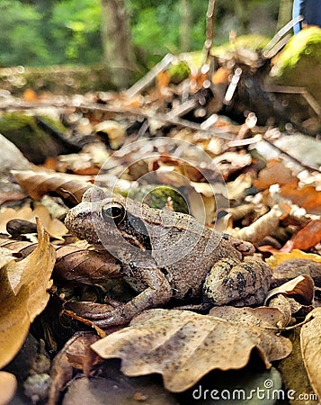 an earth frog hides in the foliage Stock Photo