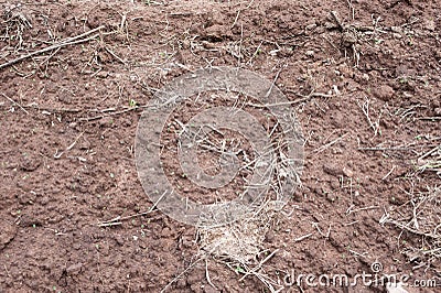 Earth ground covered with compost mulch fragment as a texture ba Stock Photo