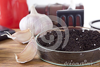 Earth in laboratory dishes and garlic Stock Photo