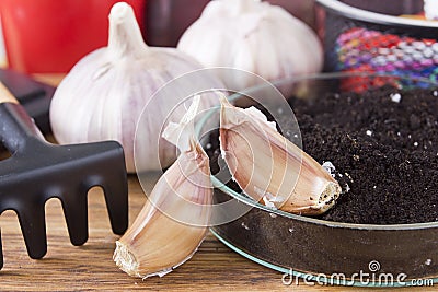 Earth in laboratory dishes and garlic Stock Photo