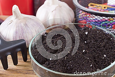 Earth in laboratory dishes and garlic Stock Photo