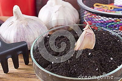 Earth in laboratory dishes and garlic Stock Photo