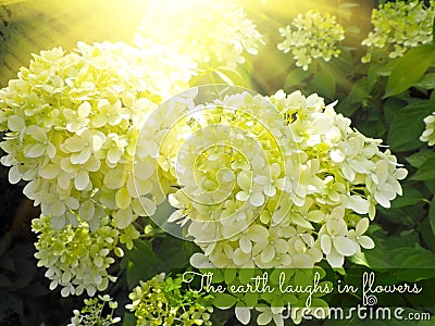 The earth laughs in flowers - inspirational motivation quote Stock Photo