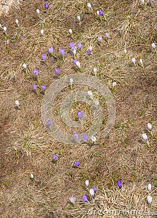 The earth with an old grass and crocuses Stock Photo