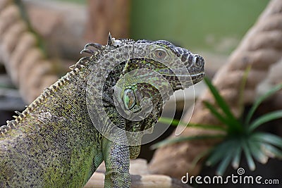 Iguana Stock Photo