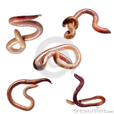 Earth worm Stock Photo