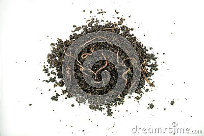 Earth worm on pile ground in natural environment Stock Photo