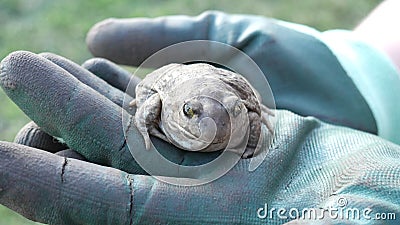 An earthen frog in his hands. Close. Summer Stock Photo