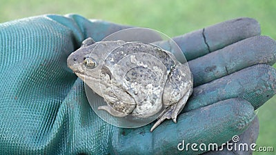 An earthen frog in his hands. Close. Summer Stock Photo