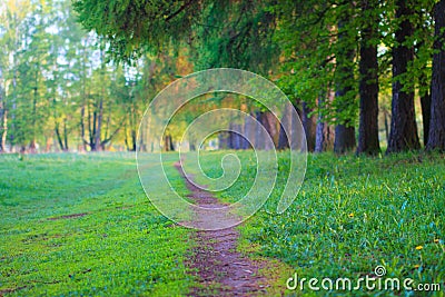 Earthen narrow walking path in park along row of trunks of larch trees near green grass on lawn at spring evening. Landscape. Stock Photo