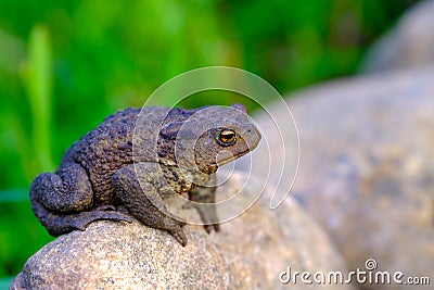 Earthen toad Stock Photo