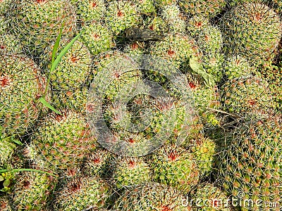 An earthen tray full of nicely grown Cacti in our Roof Garden Stock Photo