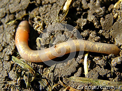 Earthworm Stock Photo