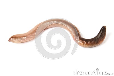 Earthworm Stock Photo