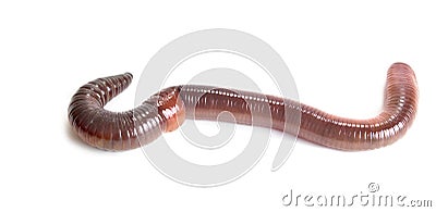 Earthworm Stock Photo