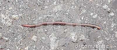 Earthworm on the asphalt road. Stock Photo