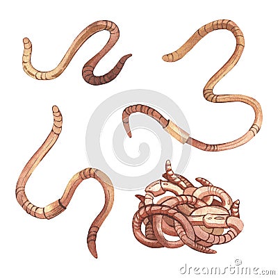 Earthworm. Bait for fishing. Curled wriggling pests. Worms. Watercolor illustration. Isolated white background. Cartoon Illustration