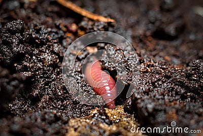 Earthworm burrowing into the wet soil Stock Photo