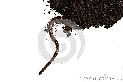 Earthworm on clay isolate on white background Stock Photo