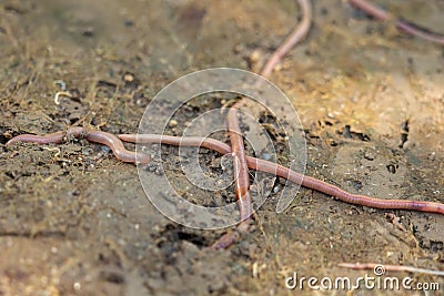 An earthworm crawls over and under the earth in the garden Stock Photo