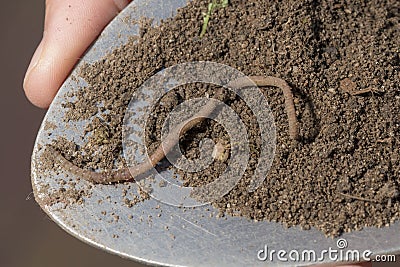 An earthworm crawls on a scoop of soil Stock Photo