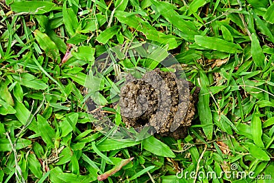 The earthworm creates a habitat on lawns. Stock Photo