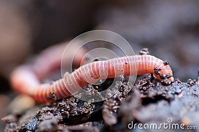Earthworm in damp soil Stock Photo