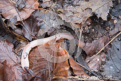 Earthworm Stock Photo