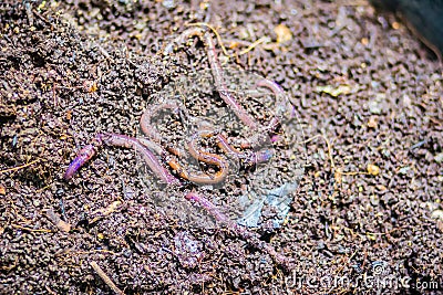 Earthworm farm is turning the organic kitchen waste into nutrient-rich fertilizer. Worm farming (vermiculture) is done by gardener Stock Photo