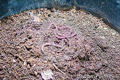 Earthworm farm is turning the organic kitchen waste into nutrient-rich fertilizer. Worm farming (vermiculture) is done by gardener Stock Photo