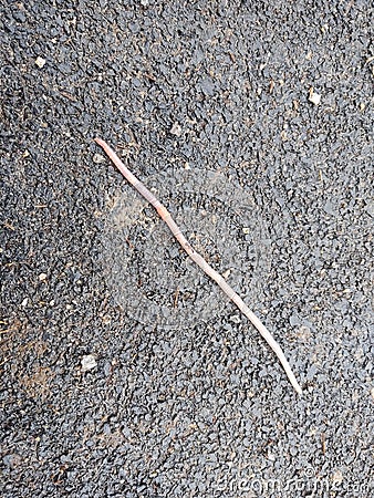 Earthworm on the road during rainy day. Stock Photo