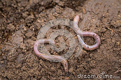 Earthworm lying on soil. Stock Photo