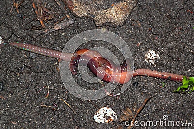 Earthworm mating, two worms copulate in a garden at night Stock Photo