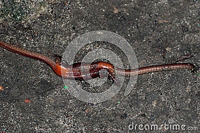 Earthworm mating, two worms copulate in a garden at night Stock Photo